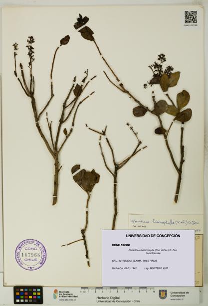 Notanthera heterophylla [Espécimen: UDEC:CONC:0107968]