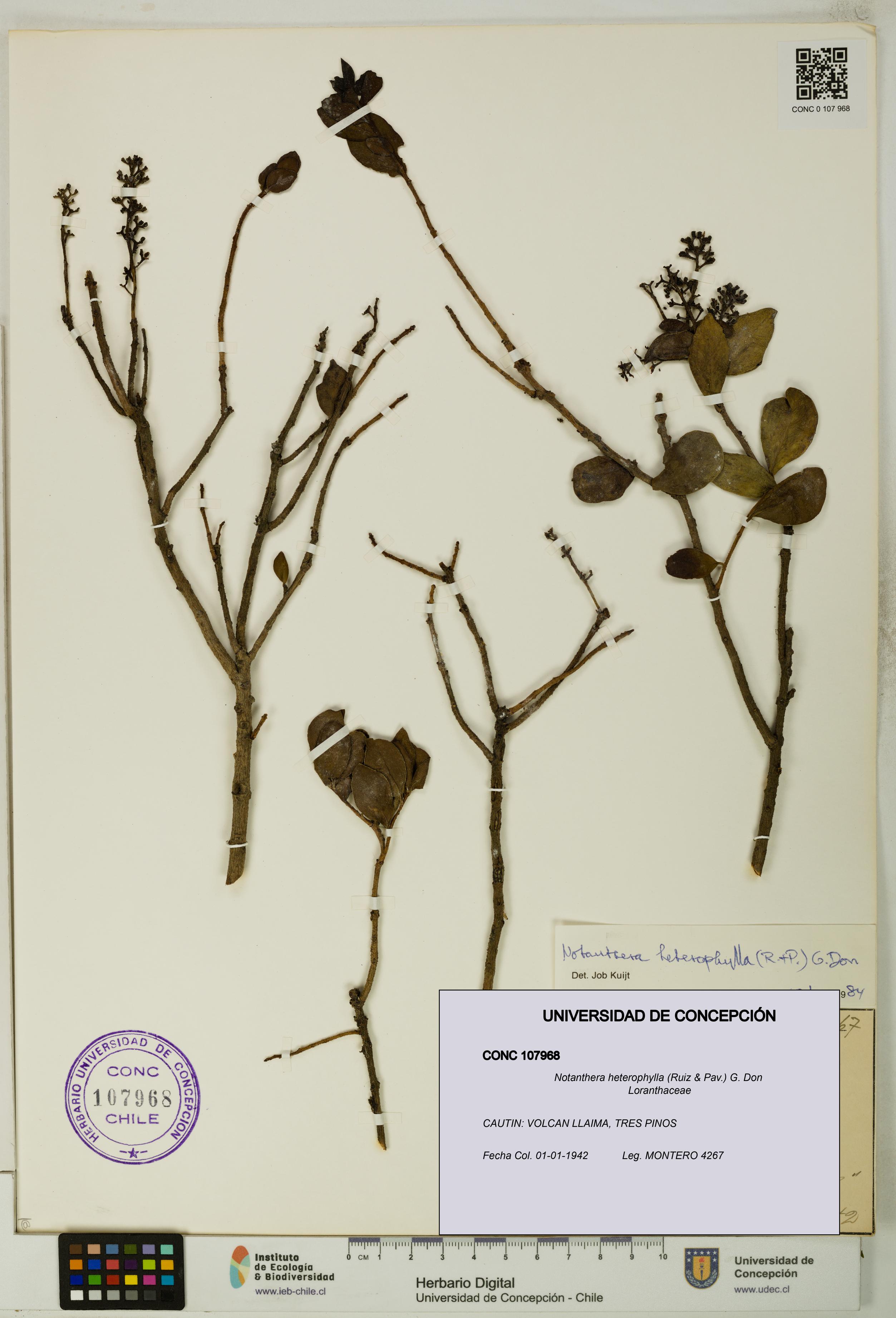 Notanthera heterophylla [Espécimen: UDEC:CONC:0107968]