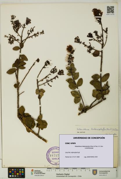 Notanthera heterophylla [Espécimen: UDEC:CONC:0107970]