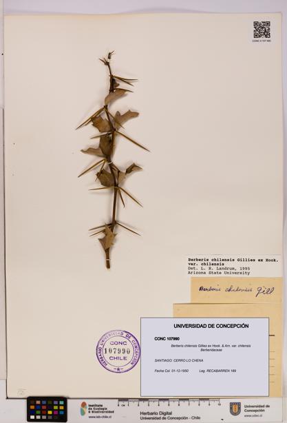 Berberis chilensis var. chilensis [Espécimen: UDEC:CONC:0107990]