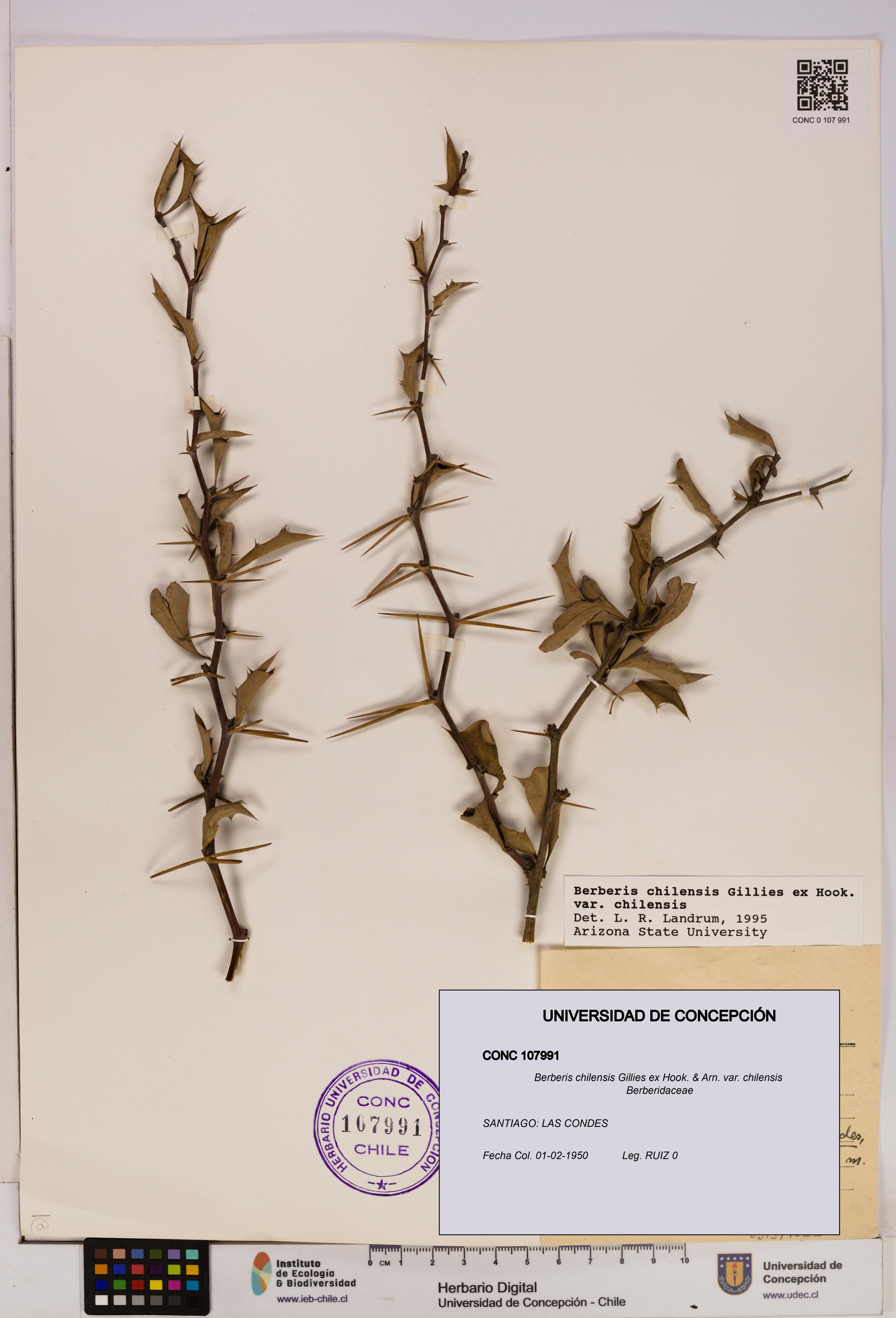 Berberis chilensis var. chilensis [Espécimen: UDEC:CONC:0107991]