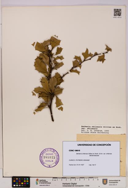 Berberis chilensis var. chilensis [Espécimen: UDEC:CONC:0108015]