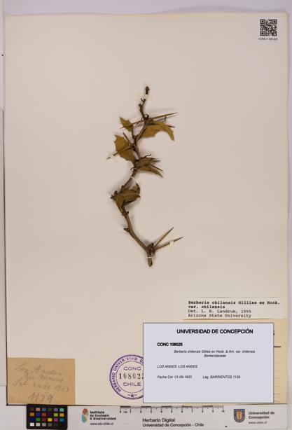 Berberis chilensis var. chilensis [Espécimen: UDEC:CONC:0108025]