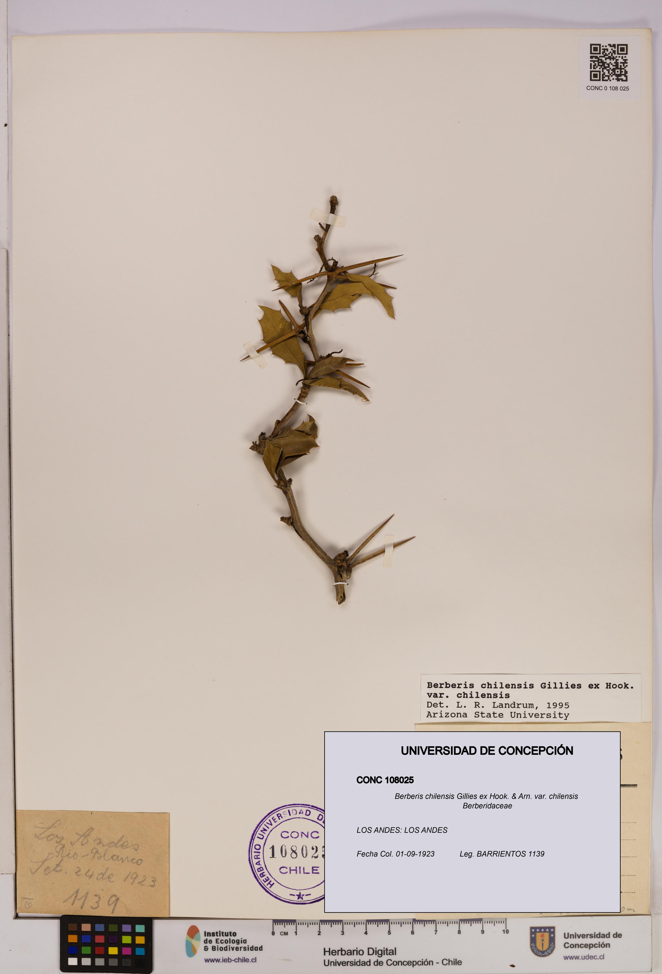 Berberis chilensis var. chilensis [Espécimen: UDEC:CONC:0108025]