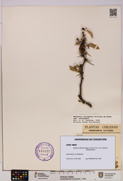 Berberis chilensis var. chilensis [Espécimen: UDEC:CONC:0108027]