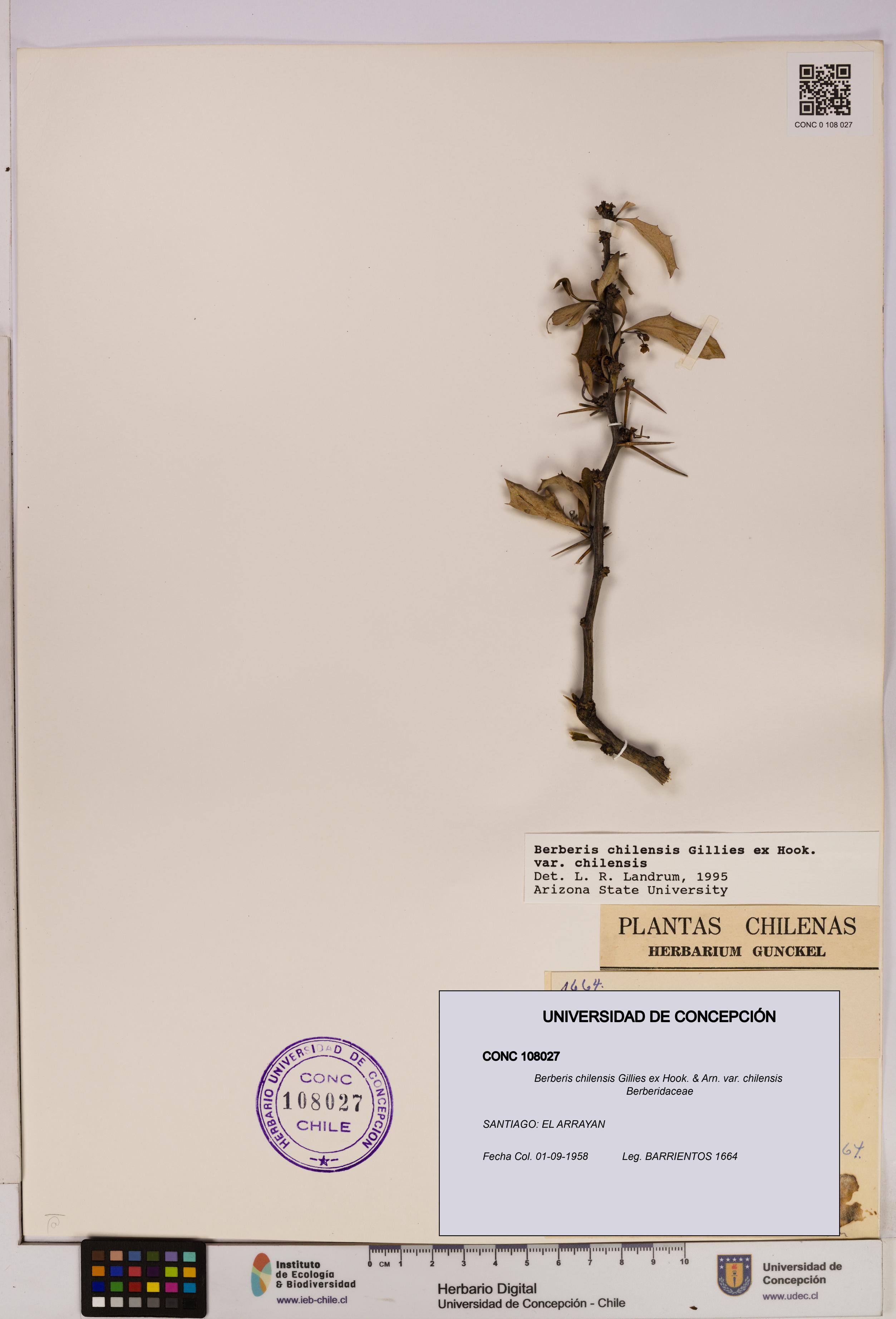 Berberis chilensis var. chilensis [Espécimen: UDEC:CONC:0108027]