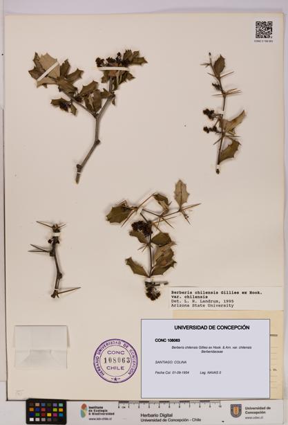 Berberis chilensis var. chilensis [Espécimen: UDEC:CONC:0108063]