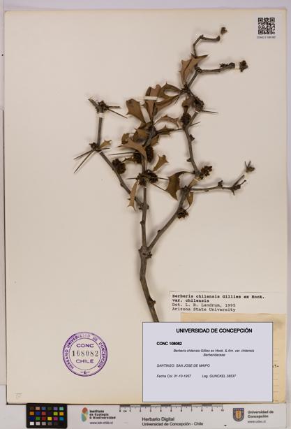Berberis chilensis var. chilensis [Espécimen: UDEC:CONC:0108082]