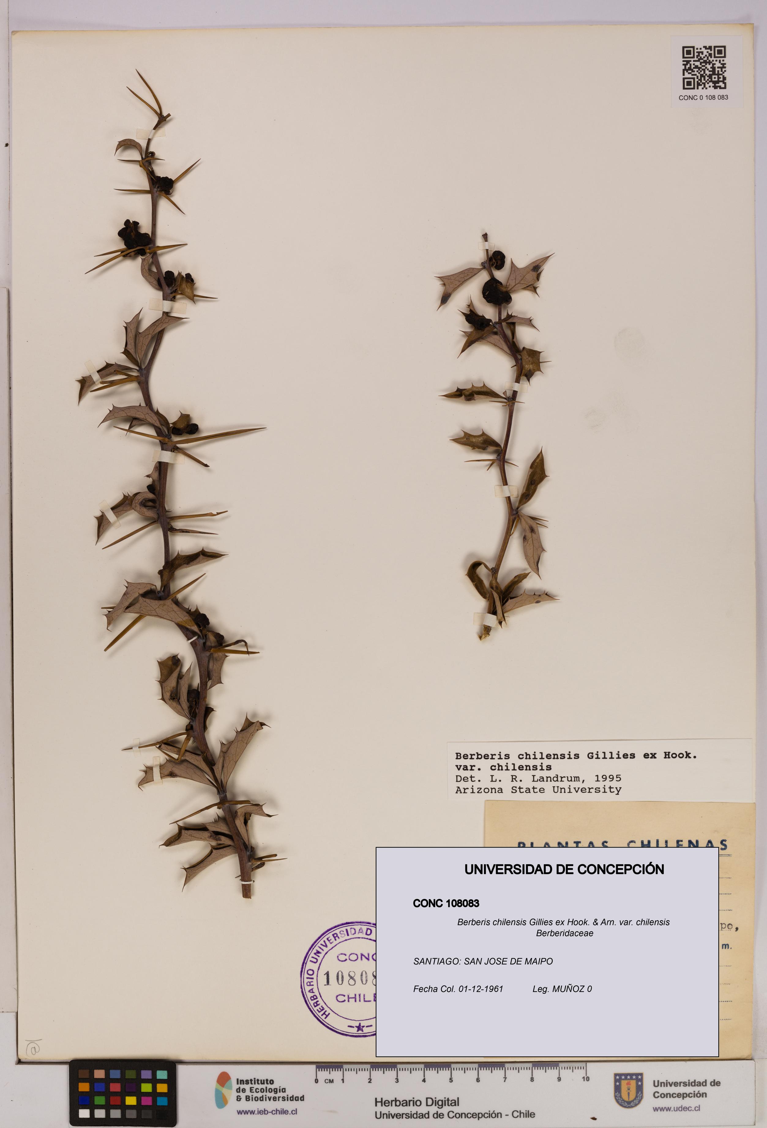 Berberis chilensis var. chilensis [Espécimen: UDEC:CONC:0108083]