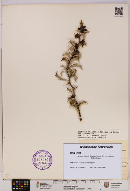 Berberis chilensis var. chilensis [Espécimen: UDEC:CONC:0108085]