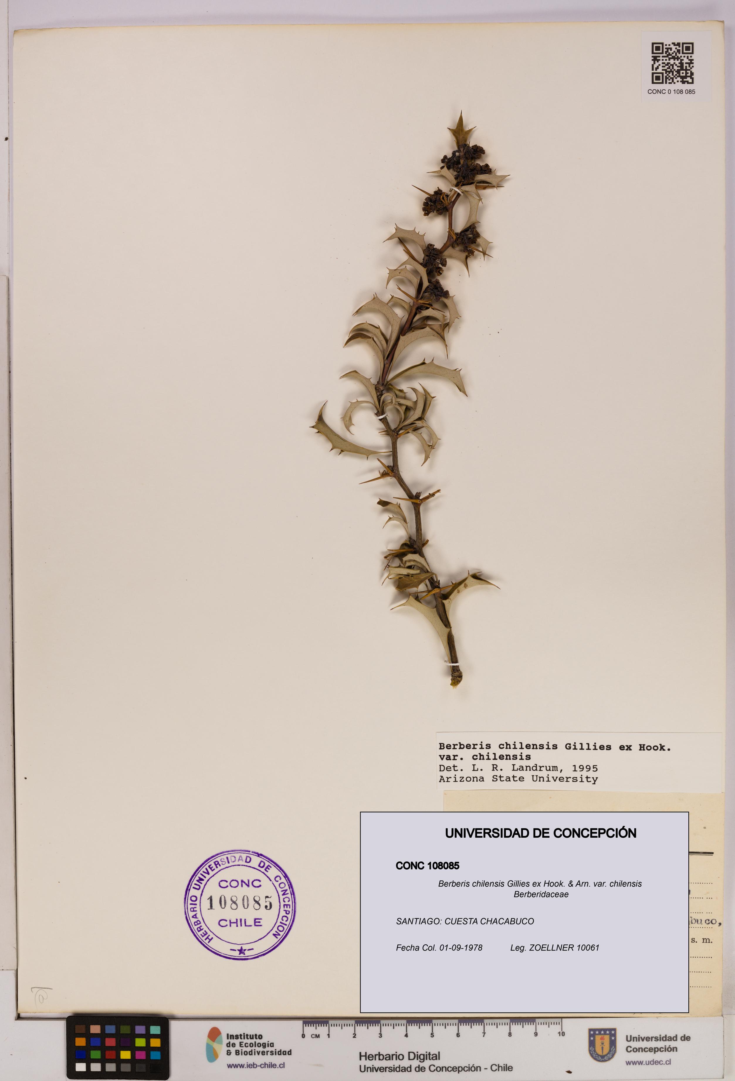 Berberis chilensis var. chilensis [Espécimen: UDEC:CONC:0108085]