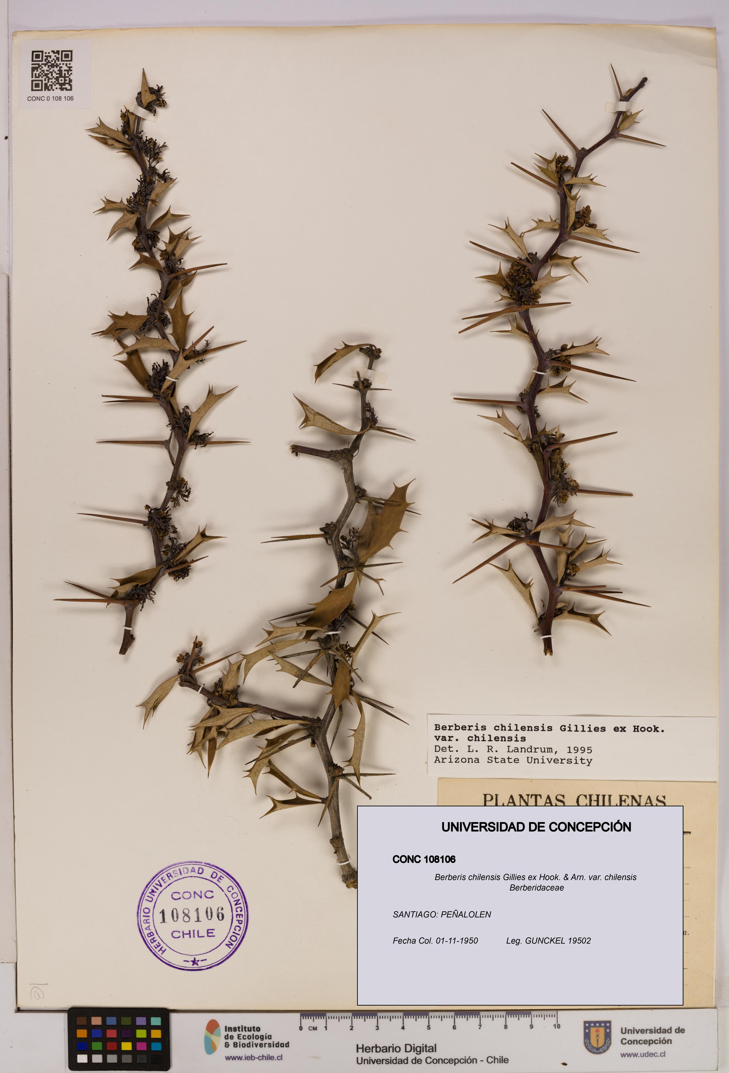 Berberis chilensis var. chilensis [Espécimen: UDEC:CONC:0108106]