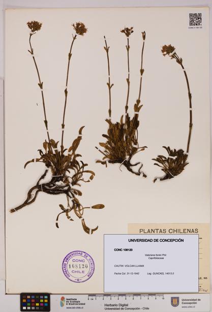 Valeriana fonkii [Espécimen: UDEC:CONC:0108120]