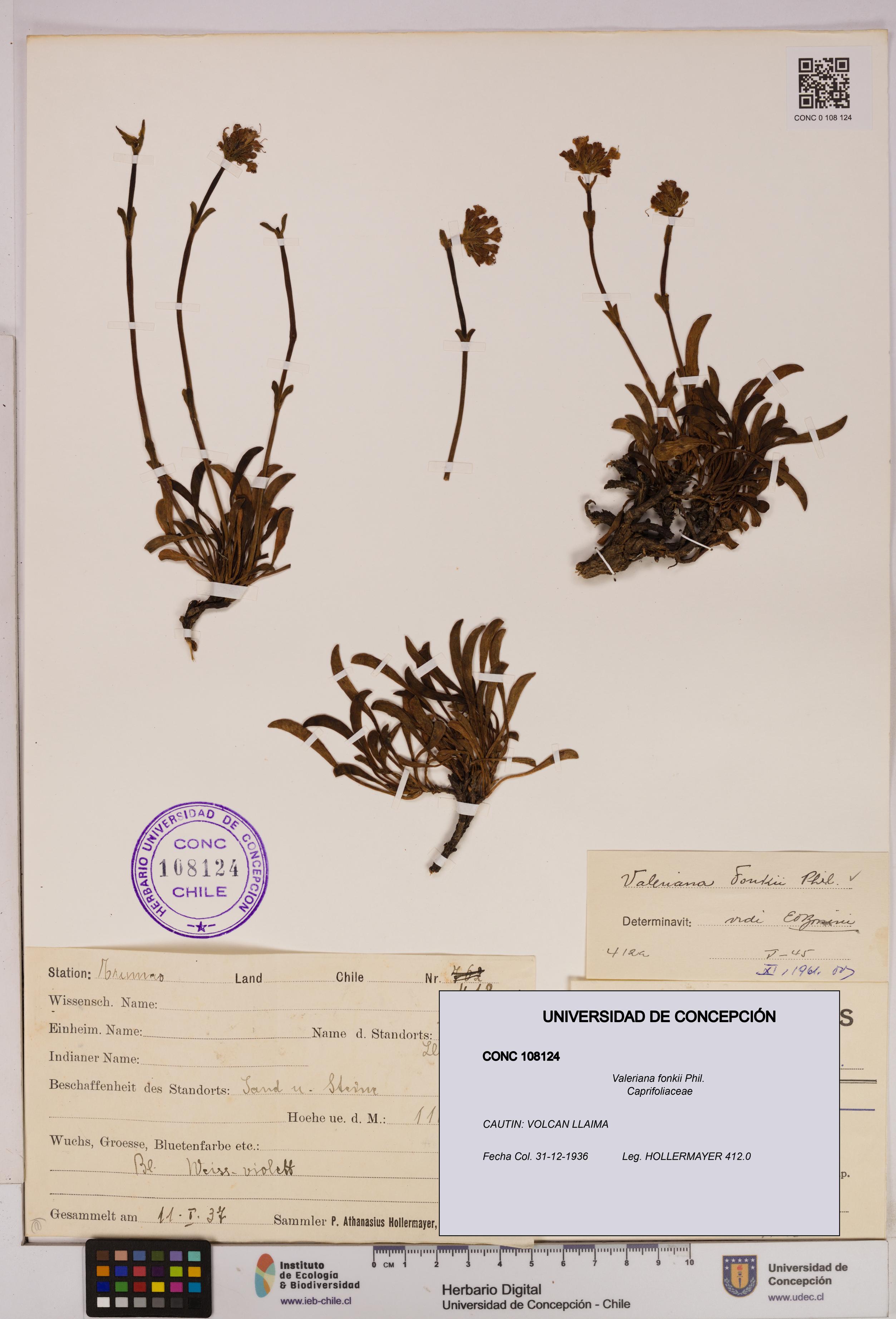 Valeriana fonkii [Espécimen: UDEC:CONC:0108124]