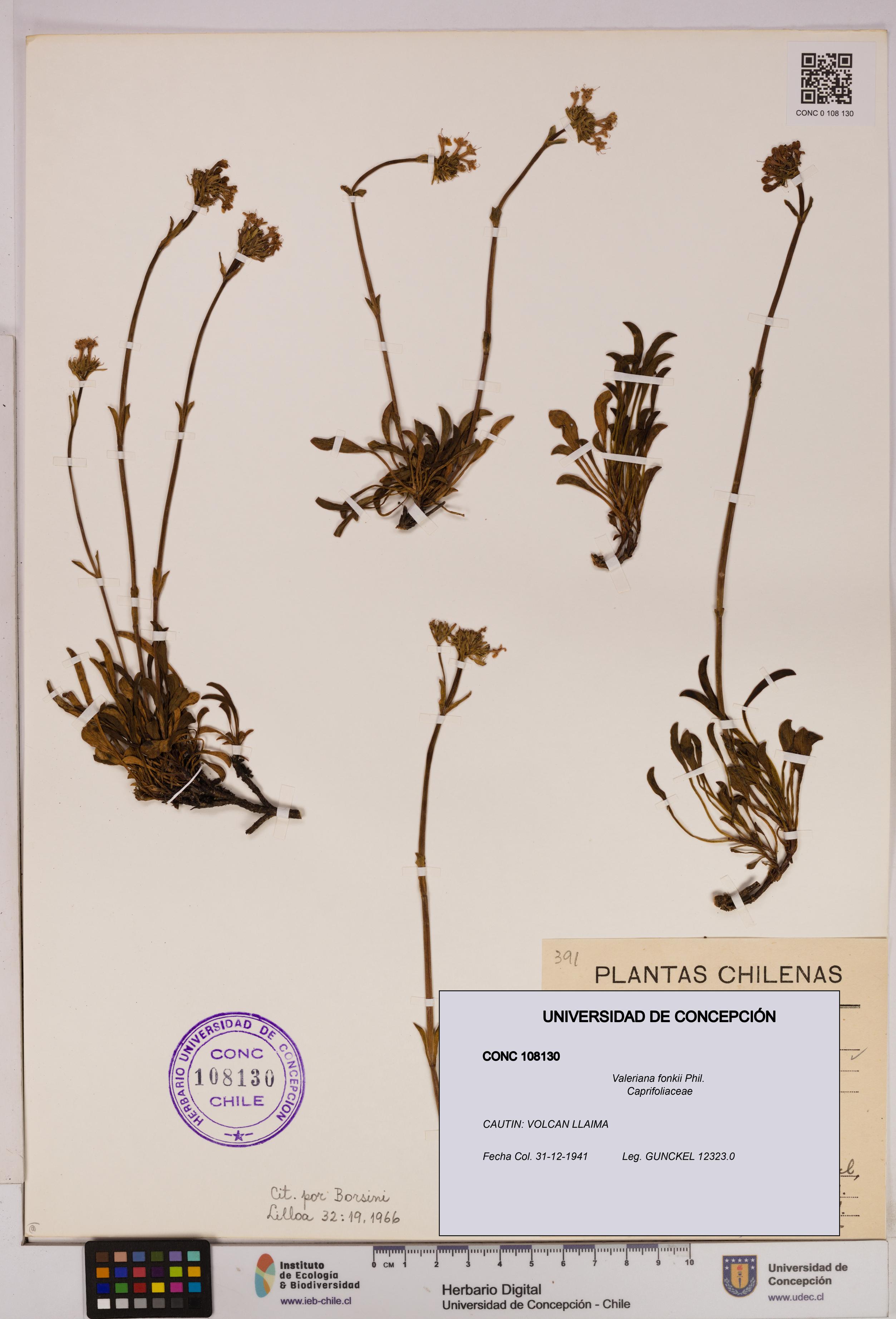 Valeriana fonkii [Espécimen: UDEC:CONC:0108130]