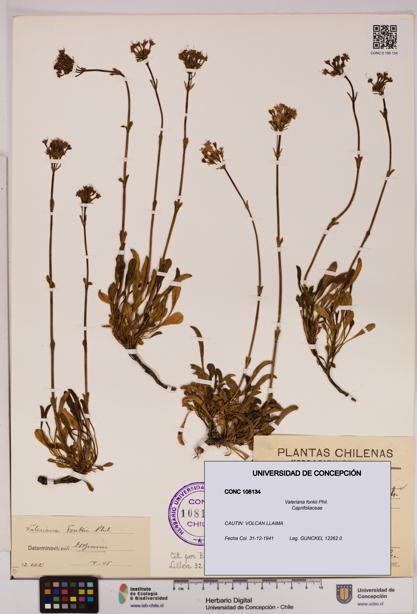 Valeriana fonkii [Espécimen: UDEC:CONC:0108134]