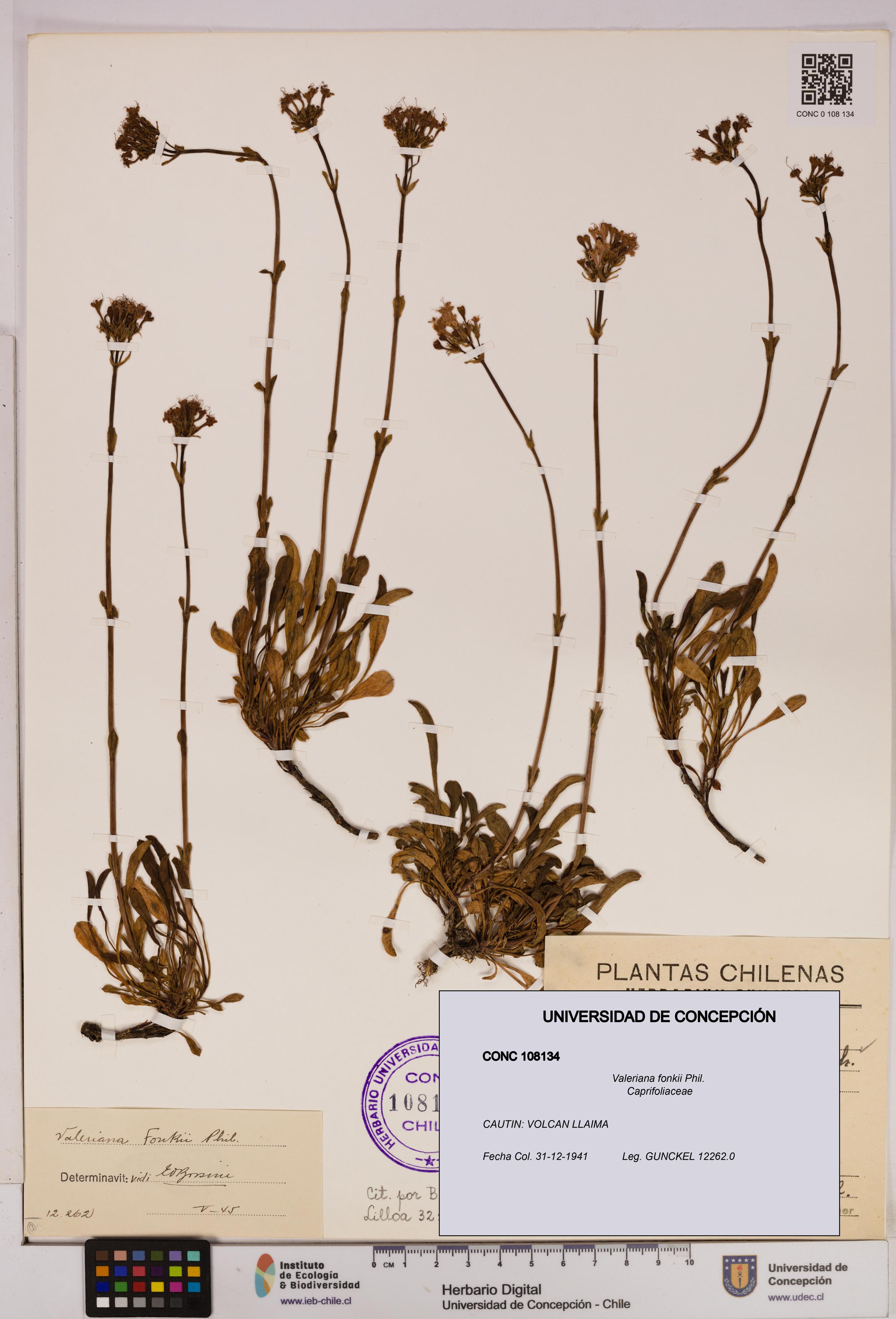 Valeriana fonkii [Espécimen: UDEC:CONC:0108134]