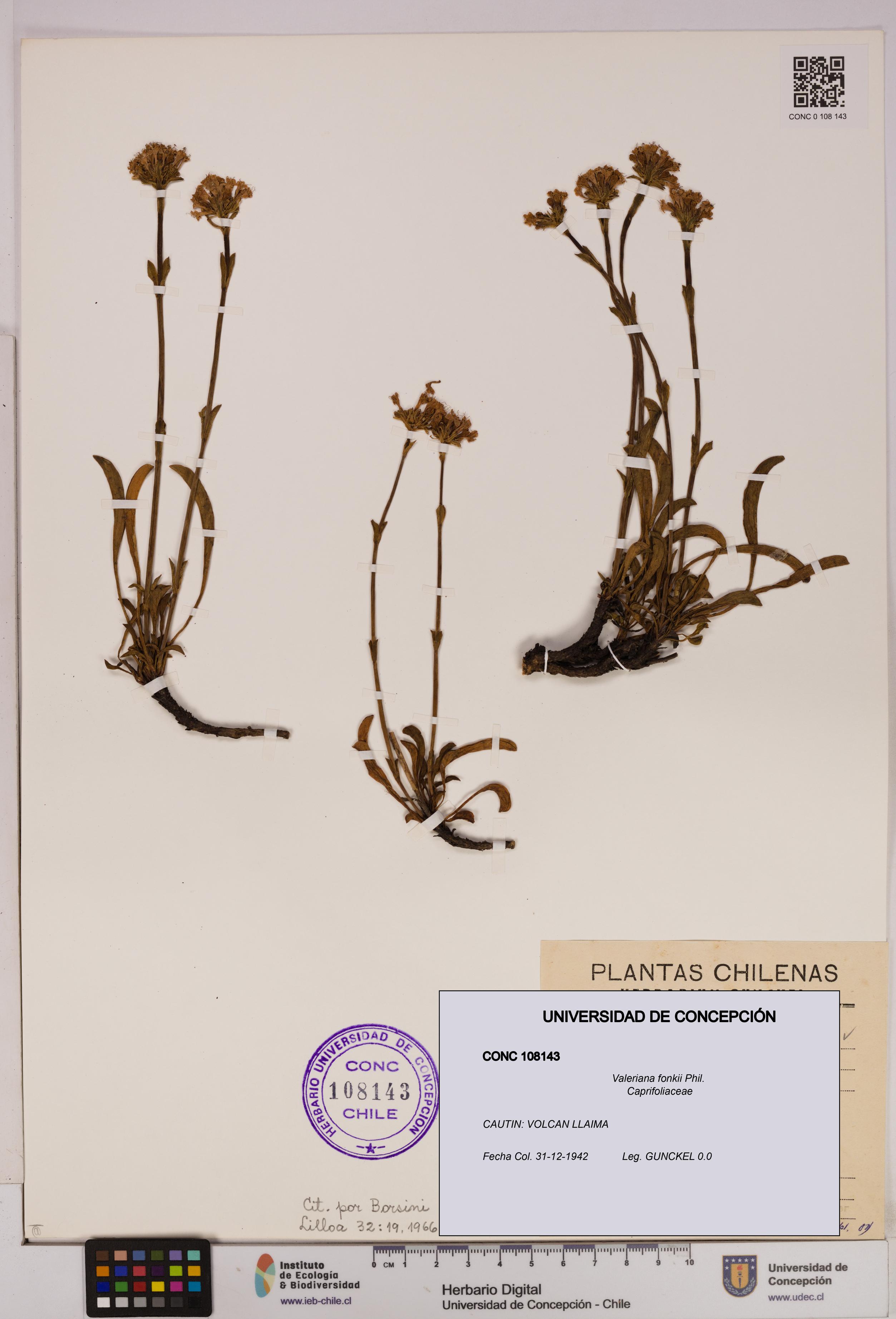 Valeriana fonkii [Espécimen: UDEC:CONC:0108143]