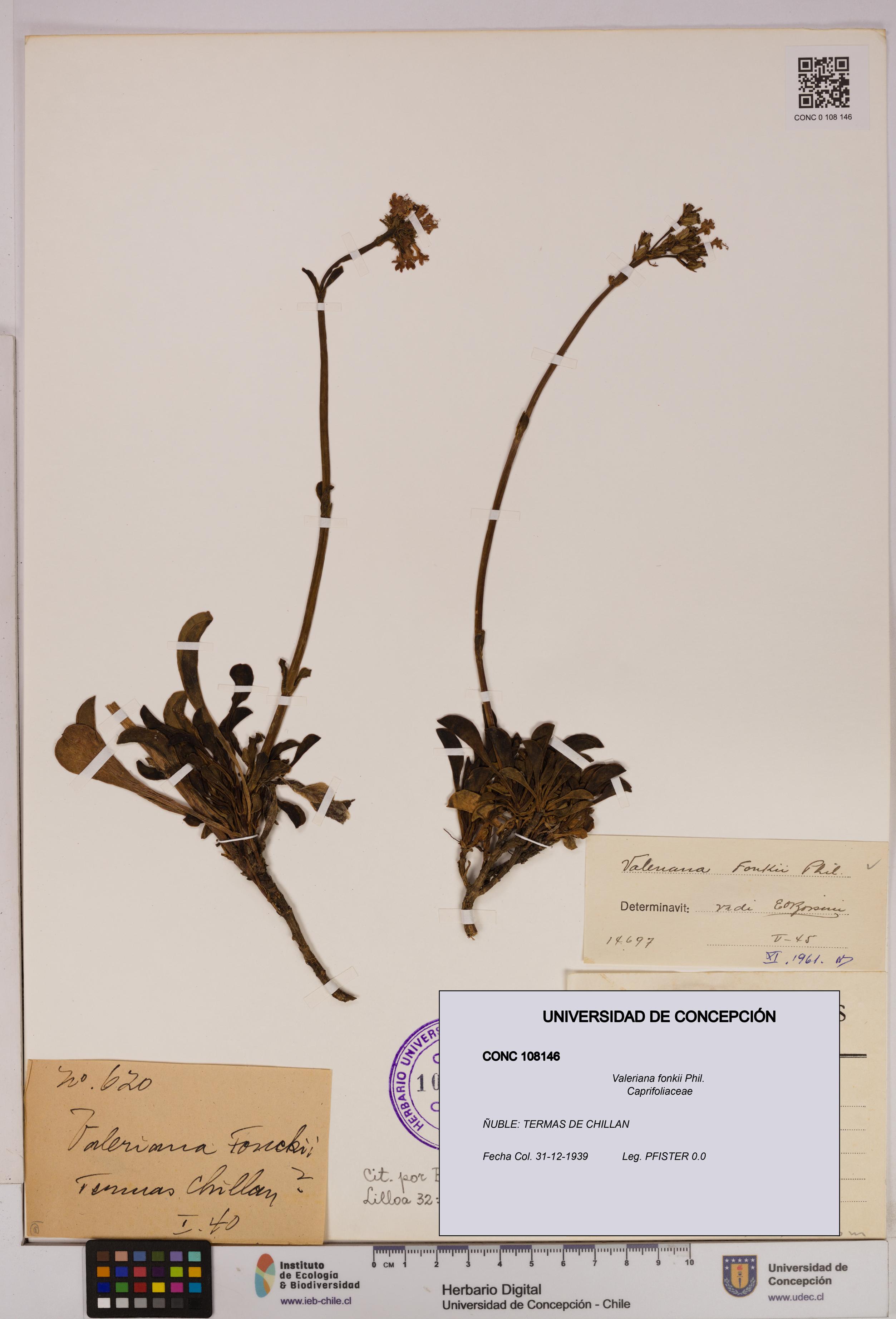 Valeriana fonkii [Espécimen: UDEC:CONC:0108146]