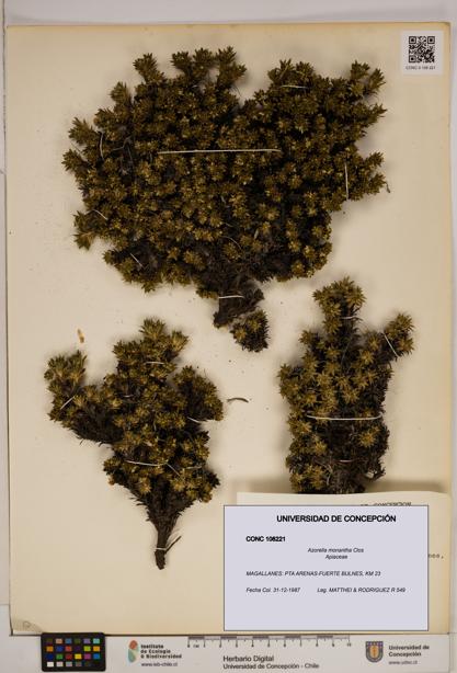Azorella monantha [Espécimen: ]
