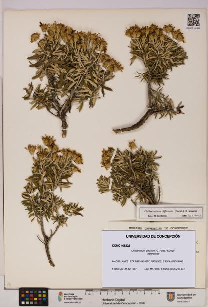 Chiliotrichum diffusum [Espécimen: UDEC:CONC:0108222]
