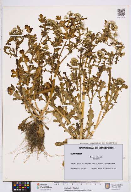 Senecio vulgaris [Espécimen: ]