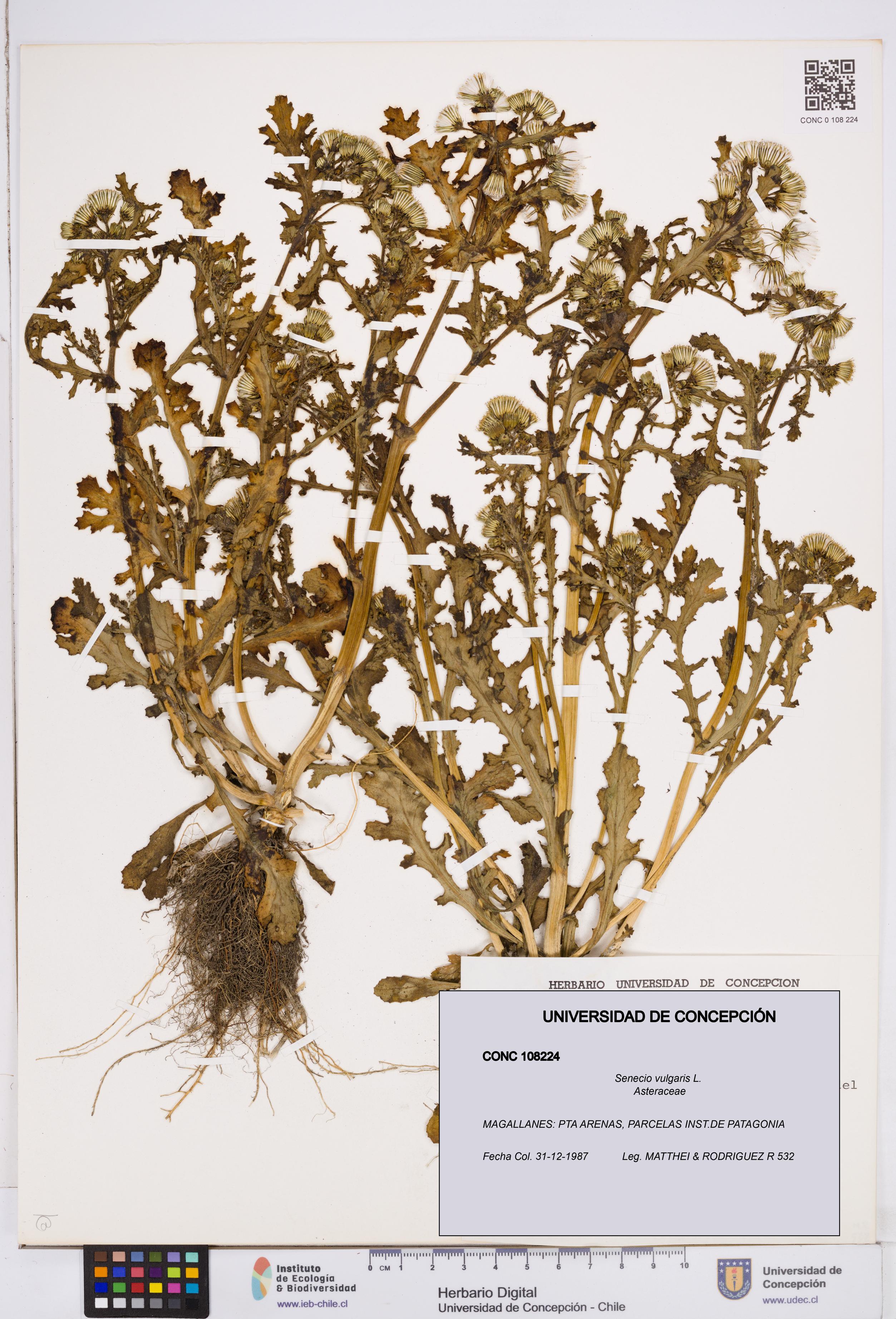 Senecio vulgaris [Espécimen: ]