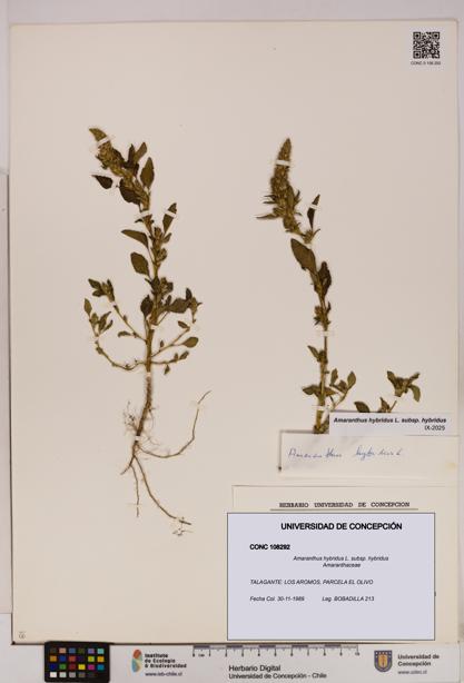 Amaranthus hybridus [Espécimen: UDEC:CONC:0108292]