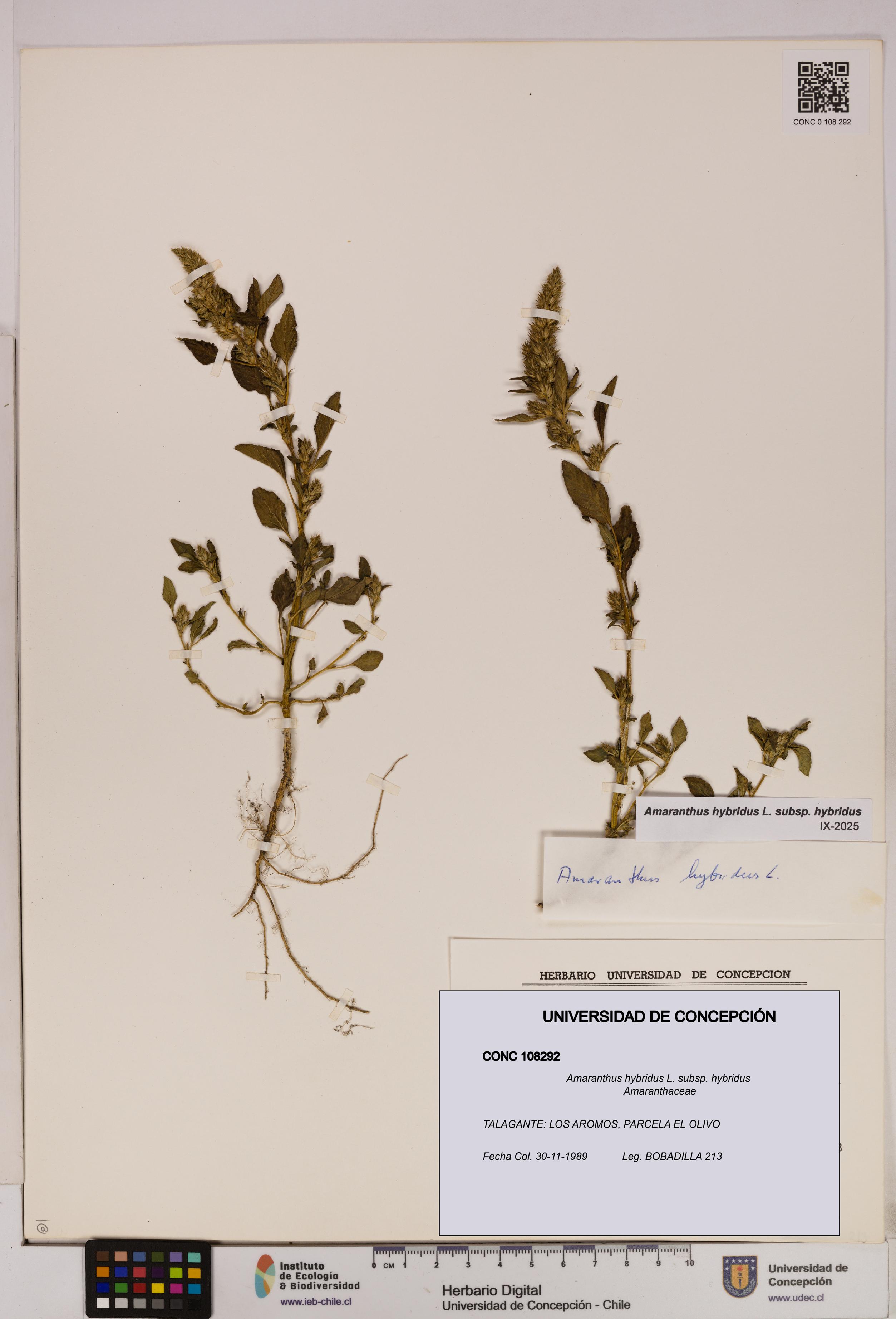 Amaranthus hybridus [Espécimen: UDEC:CONC:0108292]