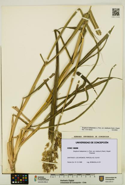 Sorghum halepense var. muticum [Espécimen: UDEC:CONC:0108299]