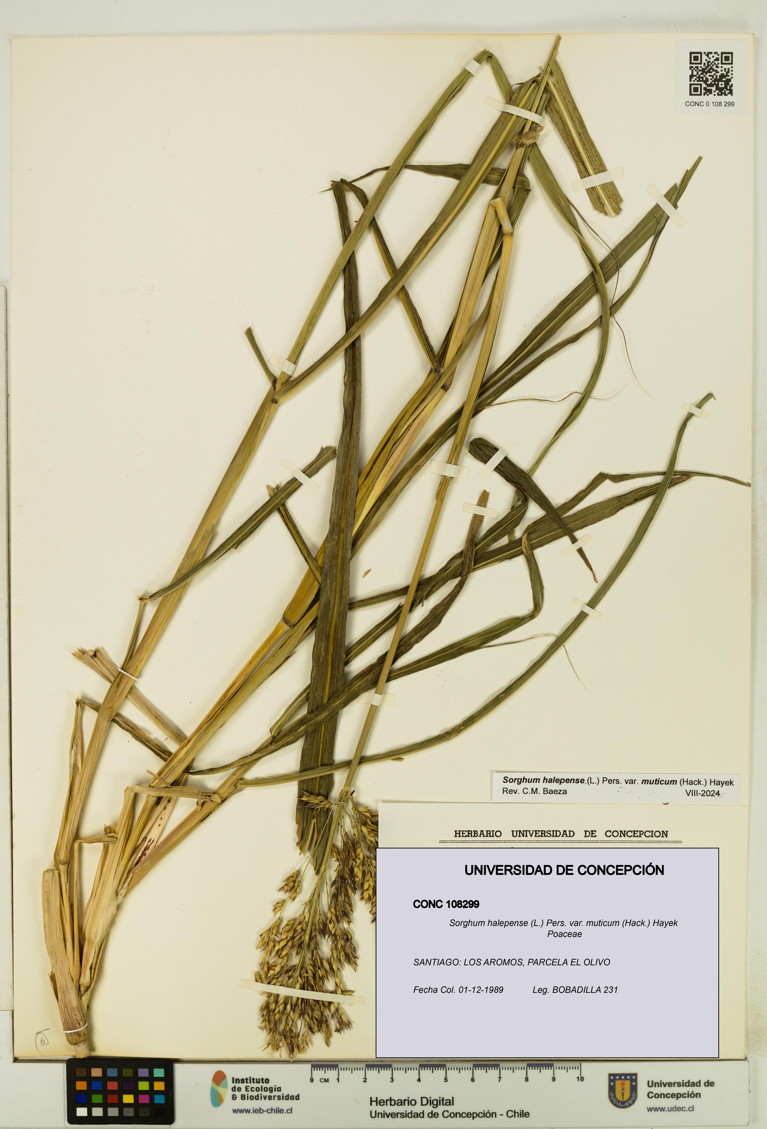 Sorghum halepense var. muticum [Espécimen: UDEC:CONC:0108299]