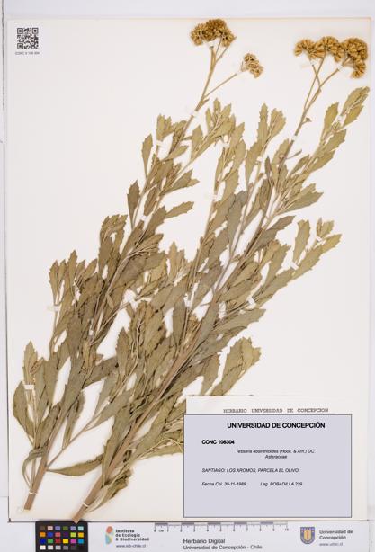 Tessaria absinthioides [Espécimen: ]