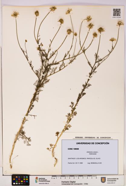 Anthemis cotula [Espécimen: UDEC:CONC:0108308]