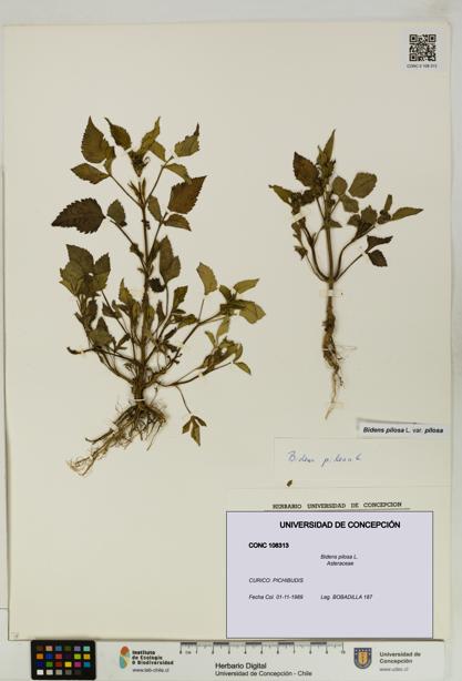 Bidens pilosa [Espécimen: UDEC:CONC:0108313]