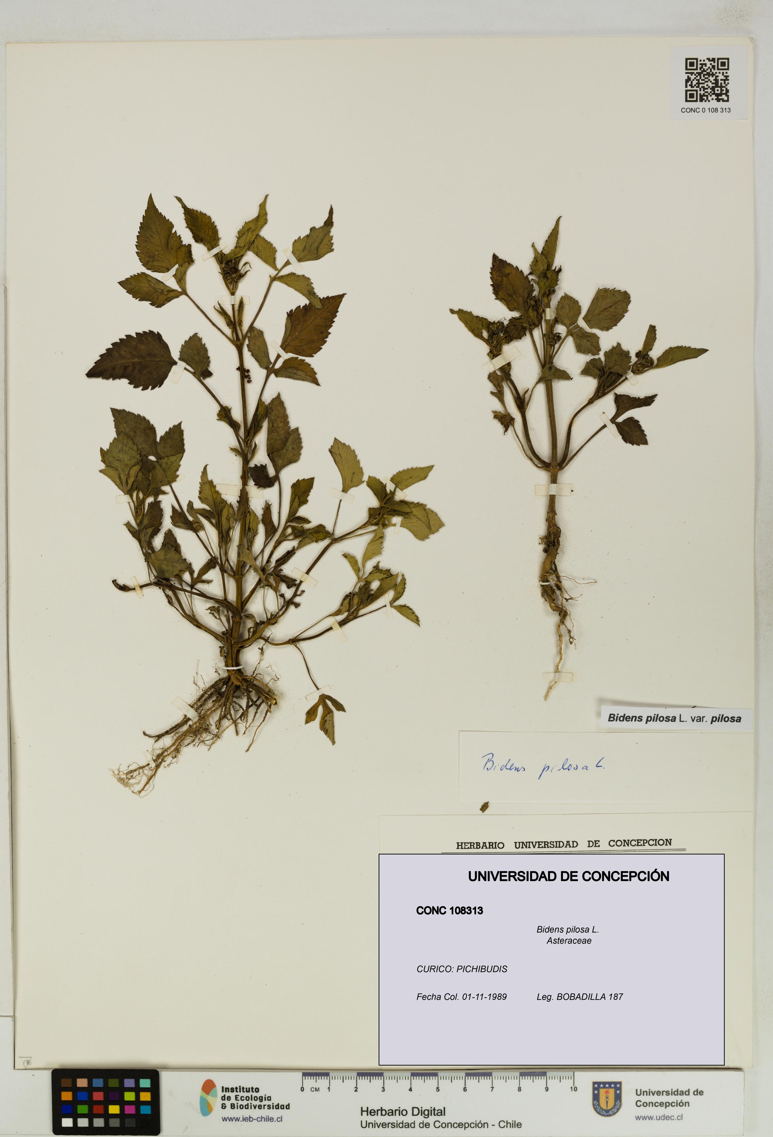 Bidens pilosa [Espécimen: UDEC:CONC:0108313]