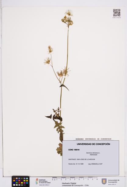 Sonchus oleraceus [Espécimen: ]