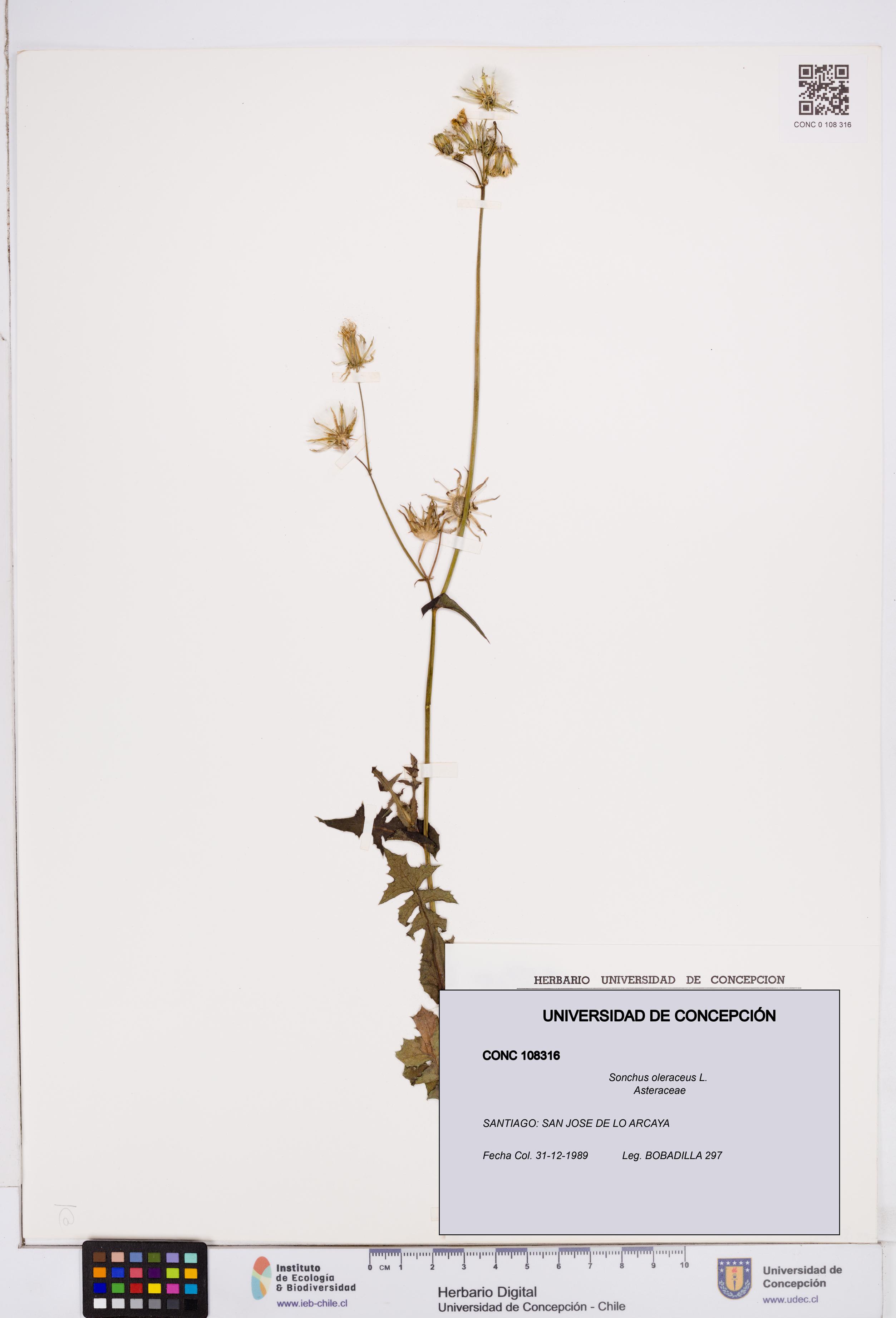Sonchus oleraceus [Espécimen: ]