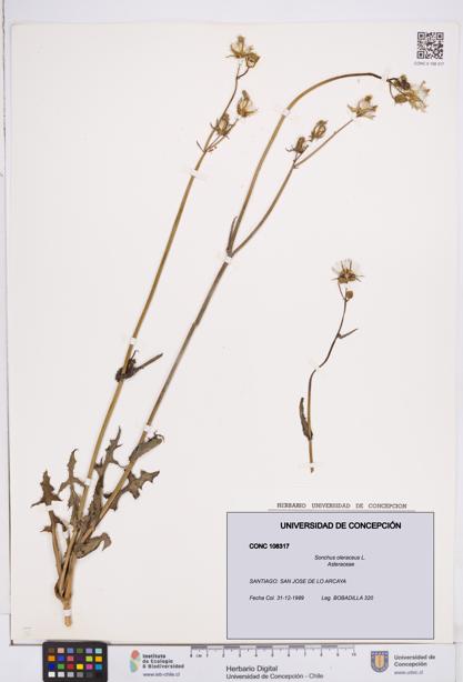 Sonchus oleraceus [Espécimen: ]