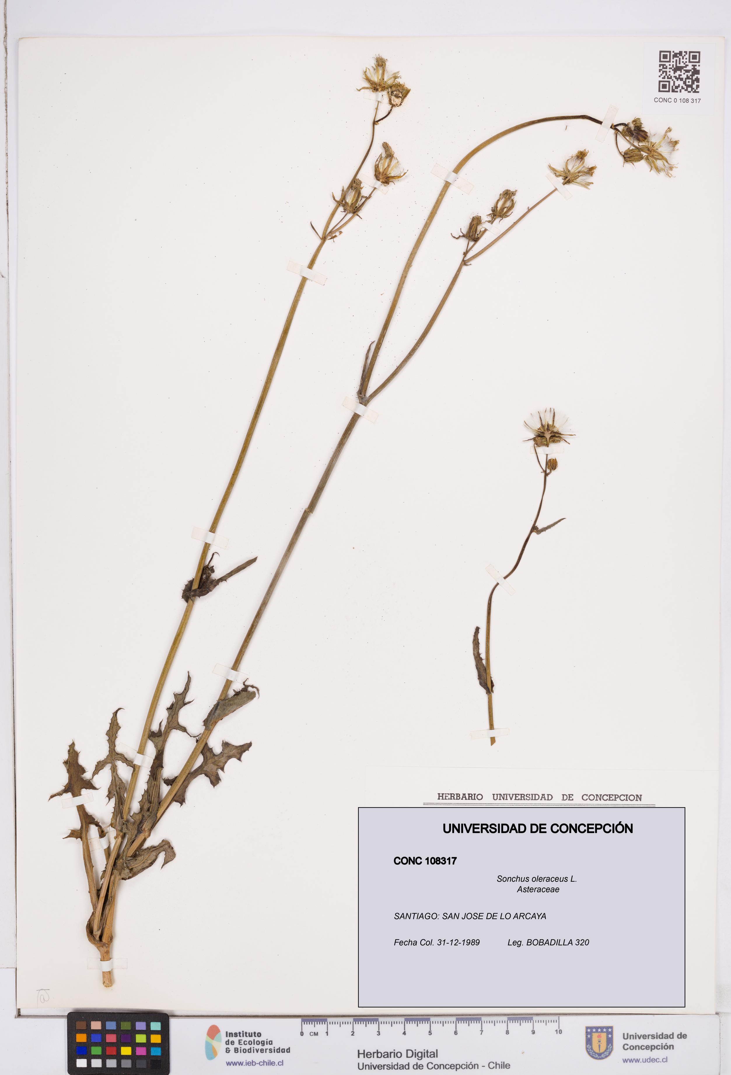 Sonchus oleraceus [Espécimen: ]