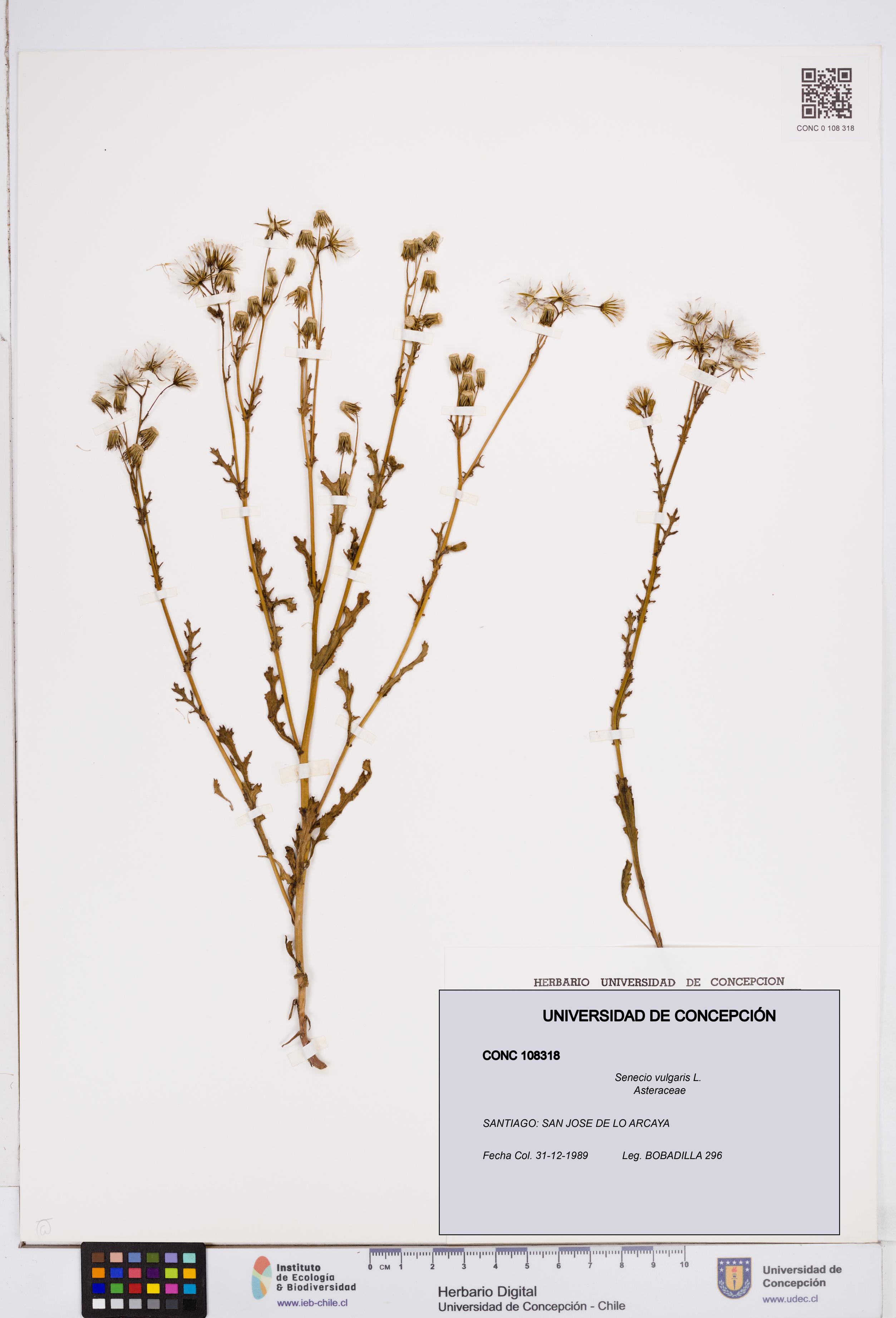 Senecio vulgaris [Espécimen: ]