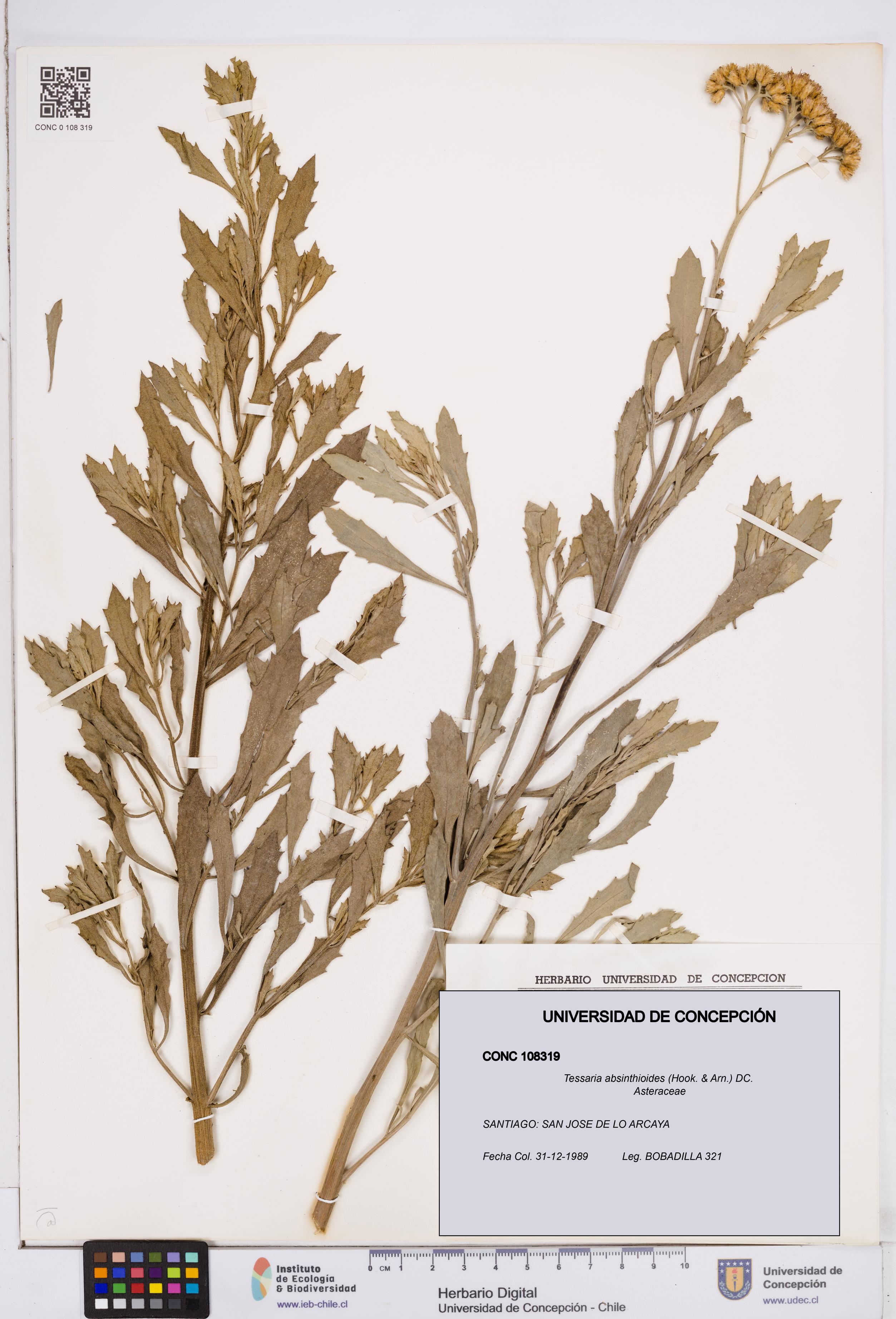Tessaria absinthioides [Espécimen: ]