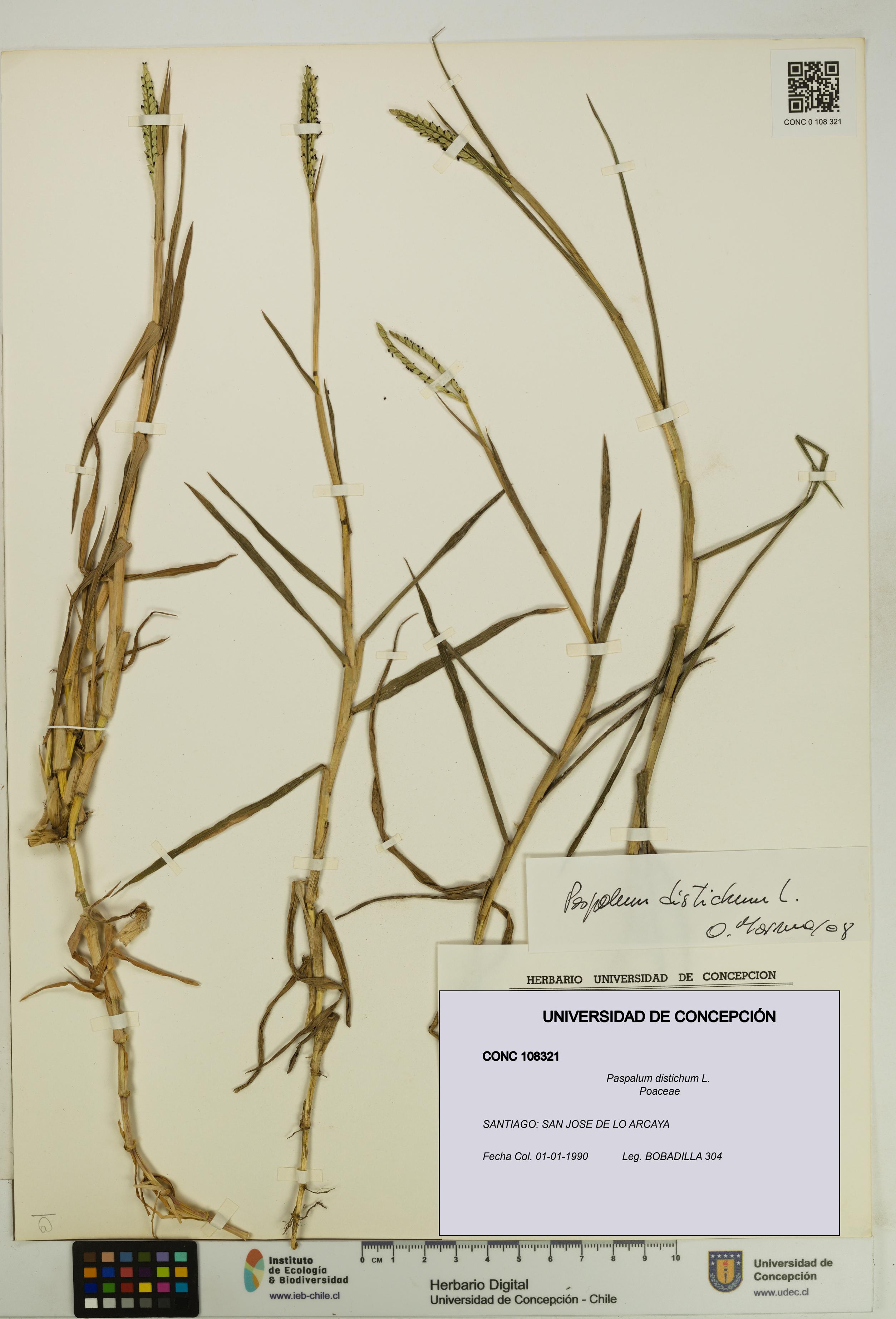 Paspalum distichum [Espécimen: UDEC:CONC:0108321]