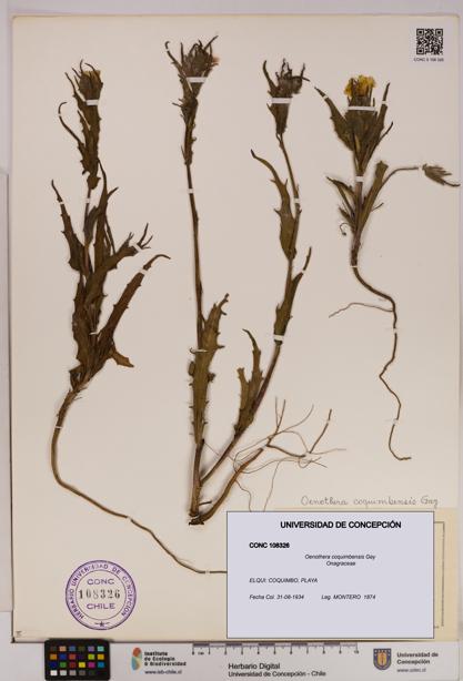 Oenothera coquimbensis [Espécimen: UDEC:CONC:0108326]