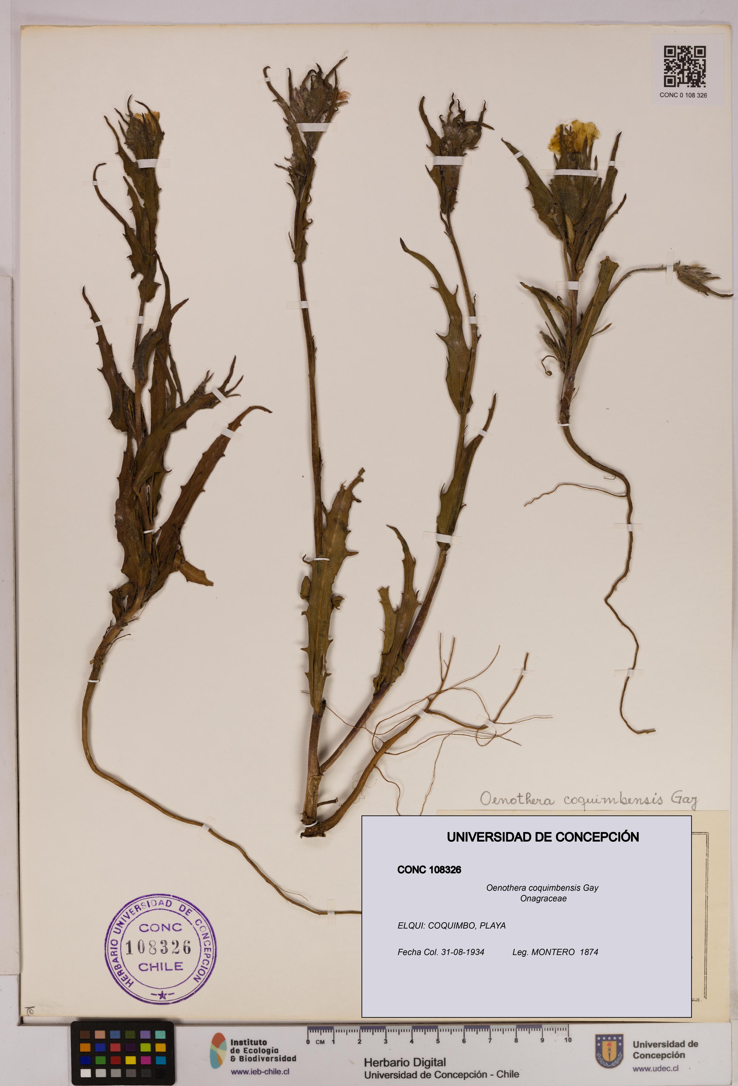 Oenothera coquimbensis [Espécimen: UDEC:CONC:0108326]