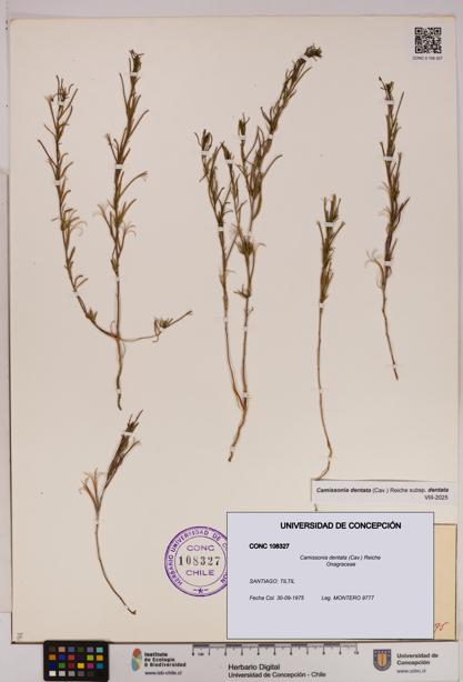 Camissonia dentata [Espécimen: UDEC:CONC:0108327]