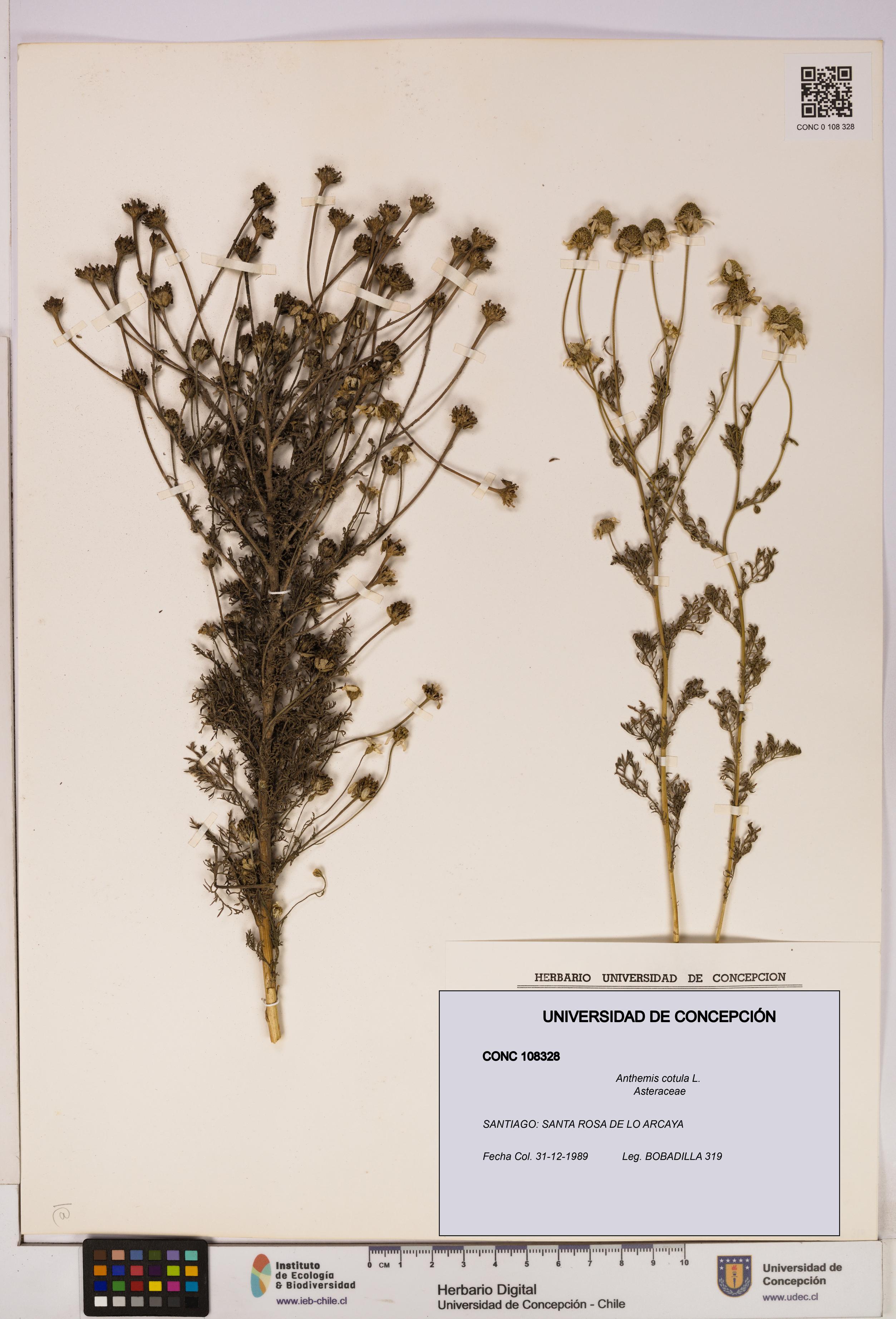 Anthemis cotula [Espécimen: UDEC:CONC:0108328]