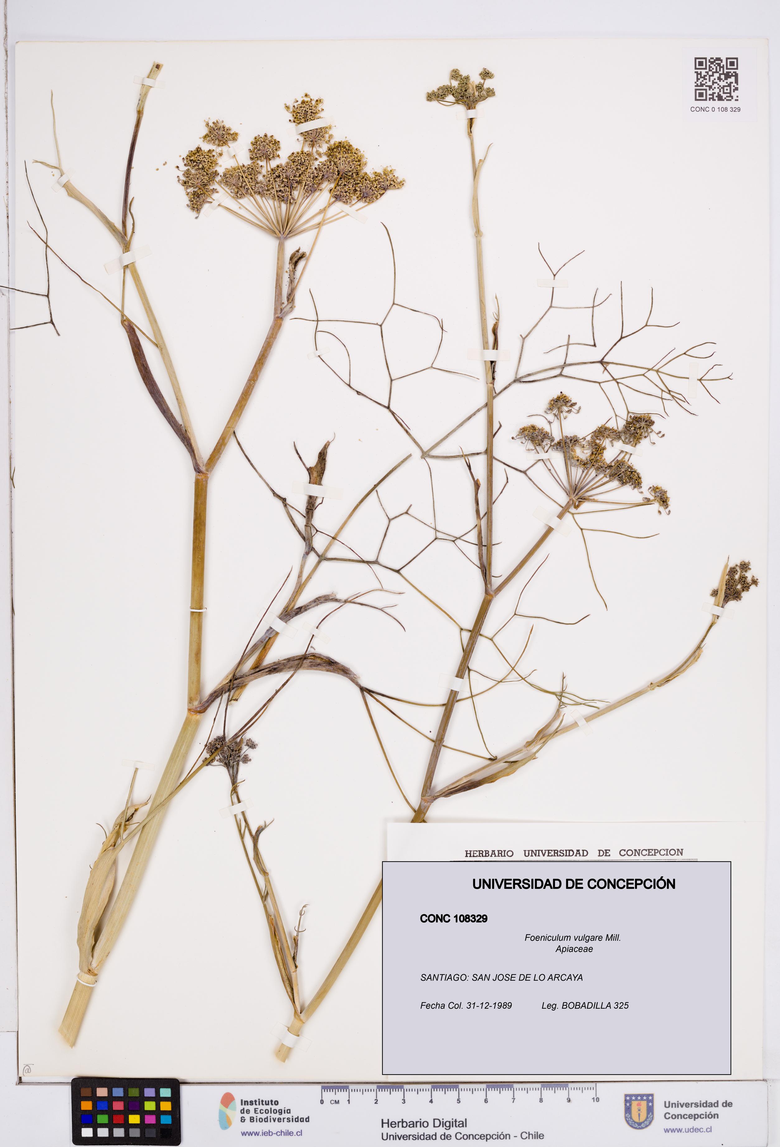 Foeniculum vulgare [Espécimen: ]
