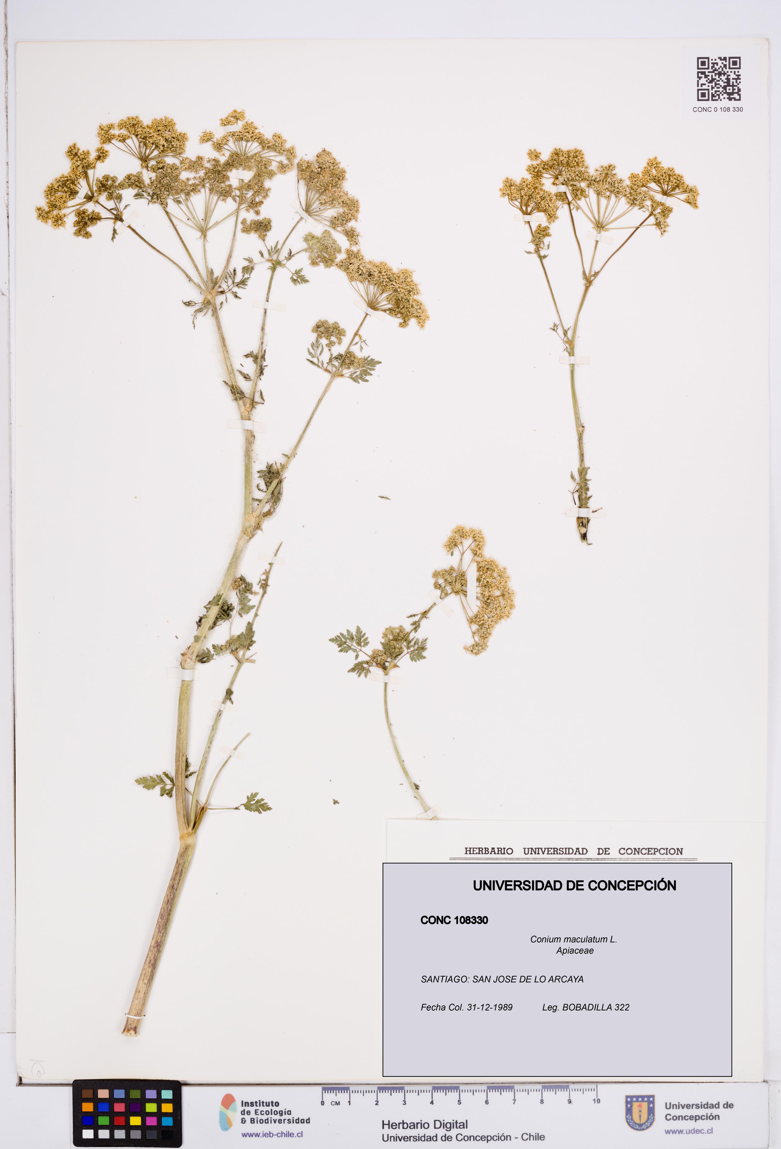 Conium maculatum [Espécimen: ]