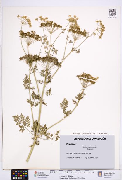 Conium maculatum [Espécimen: ]