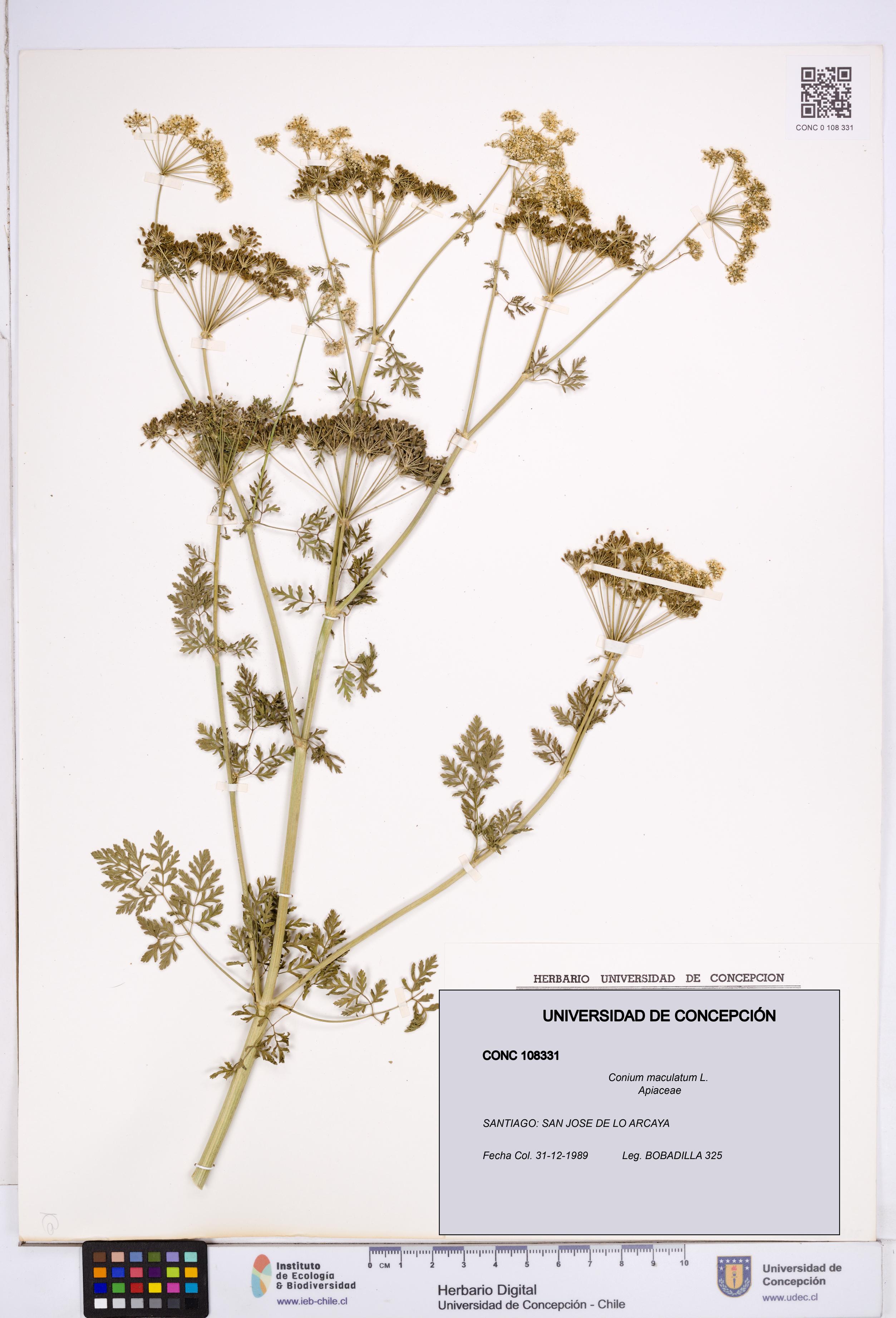 Conium maculatum [Espécimen: ]